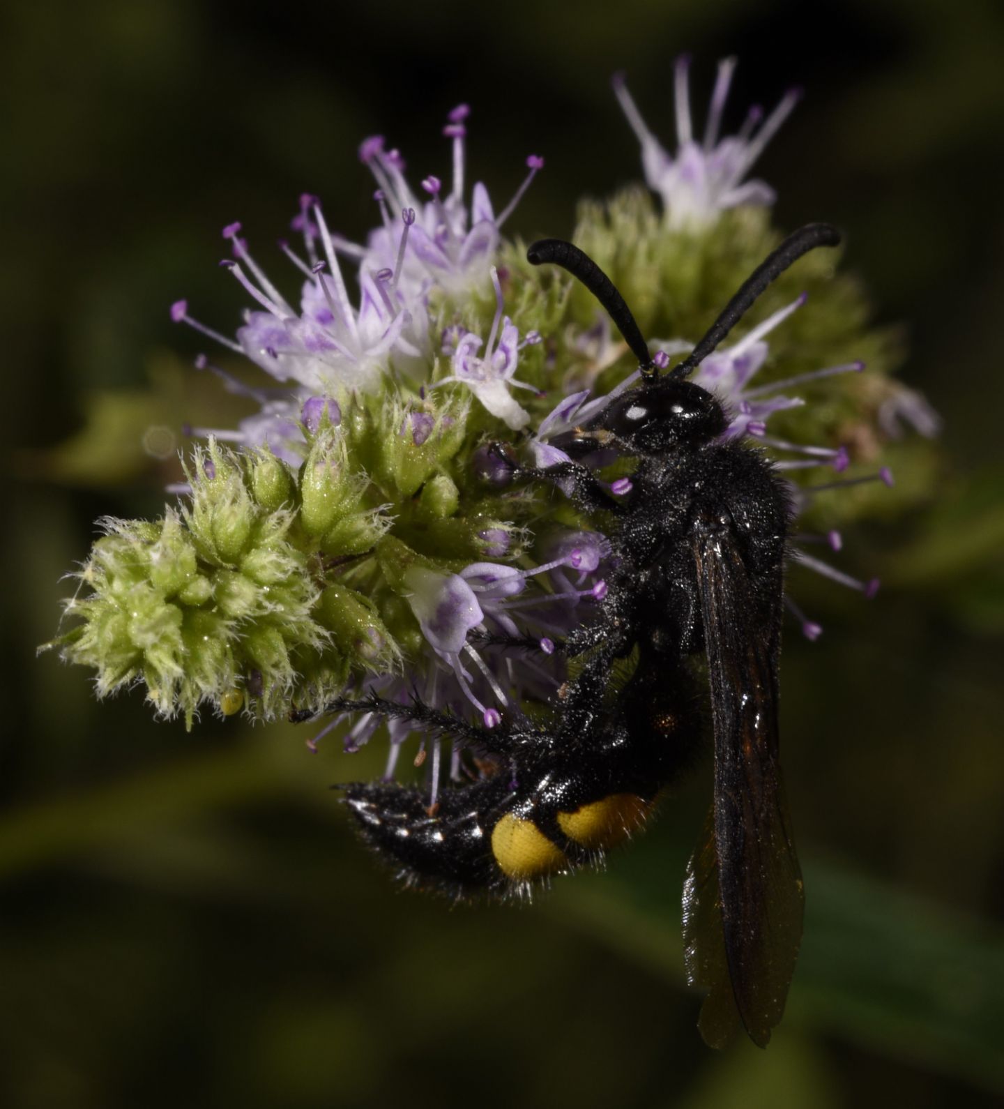Scoliidae: maschio di Scolia hirta